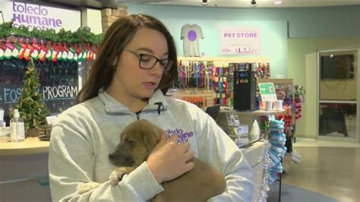 Finding Hope: Lost Pets Toledo Ohio