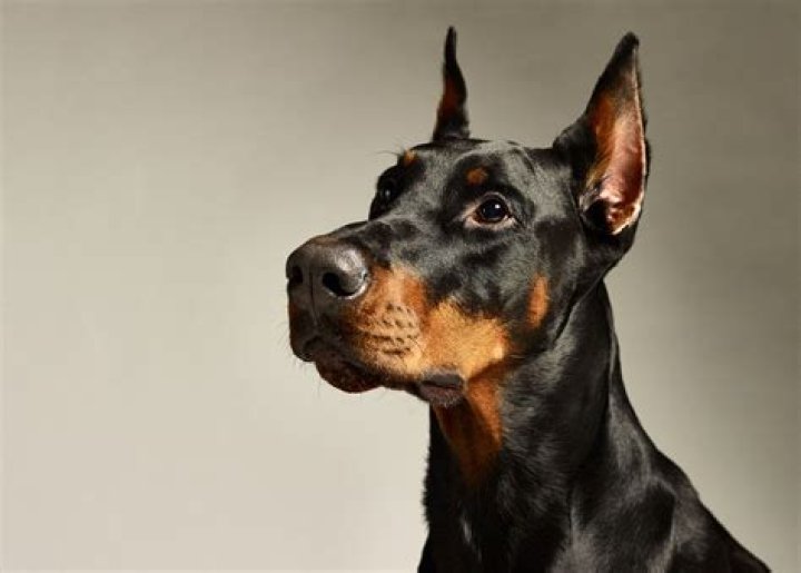 Unveiling The Life Of Chad Doberman's Wife: A Journey Beyond The Spotlight